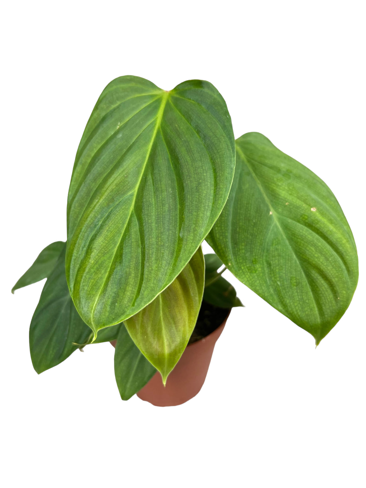 4" Philodendron Fuzzy Petiole - Canopy Plant Co.