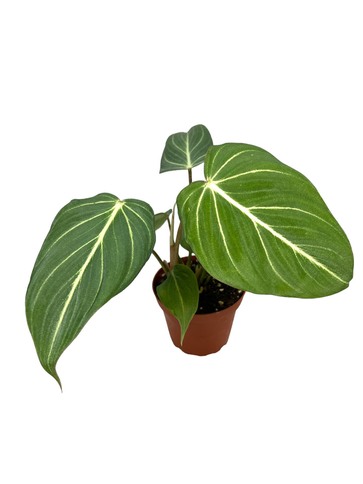 Canopy Plant Co.  Your Source For Unique Tropical Plants!