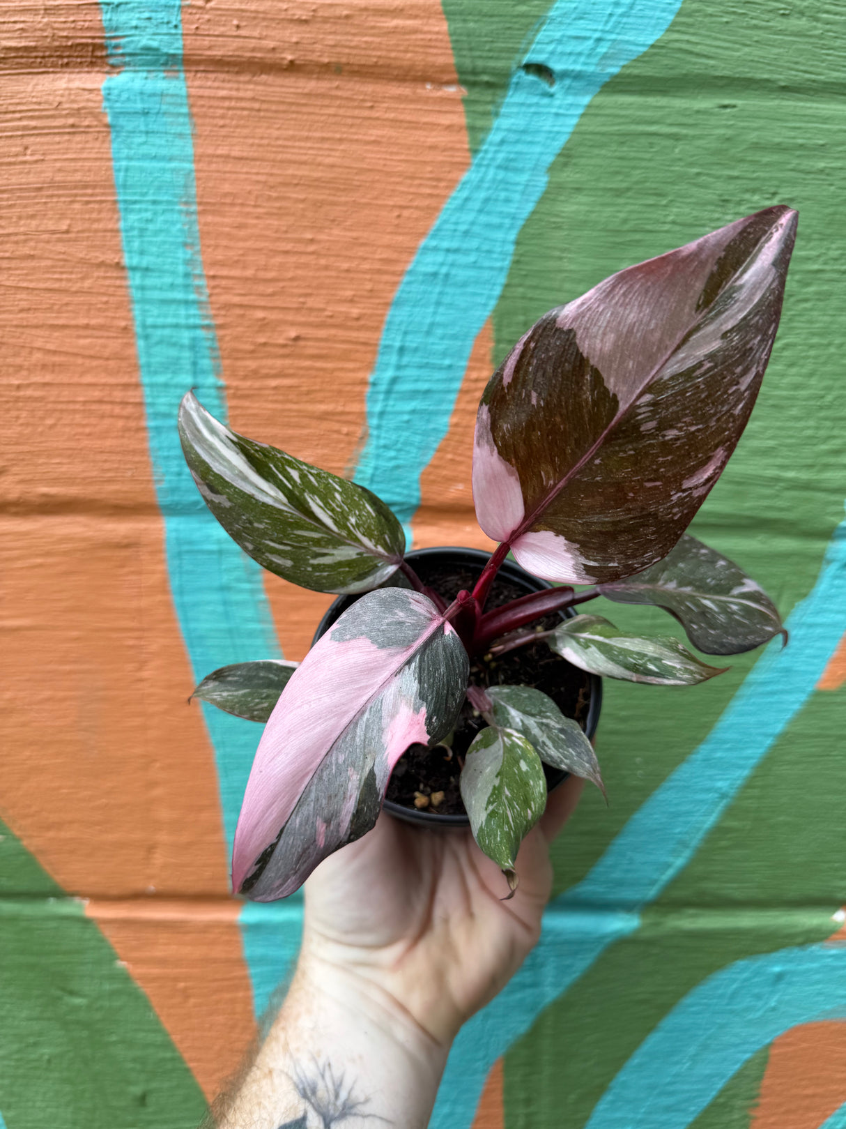 4” Philodendron 'Pink Princess' (Marble) - Canopy Plant Co.