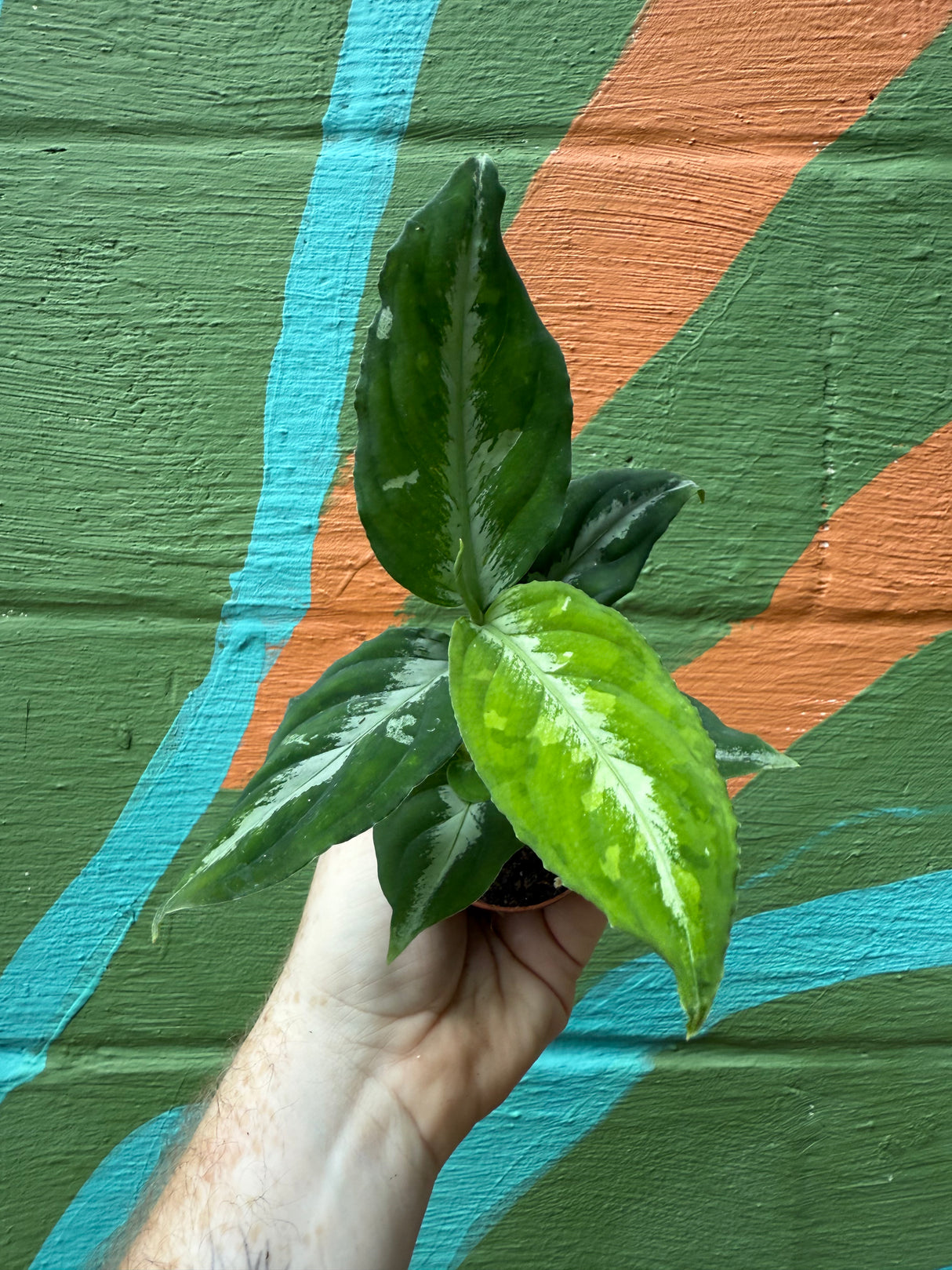 2.5" Aglaonema 'Bicolor' - Canopy Plant Co.