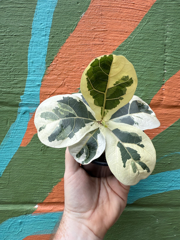 twisted fiddle leaf fig 4” Ficus lyrata 'Fiddle Leaf' variegated – Canopy Plant Co