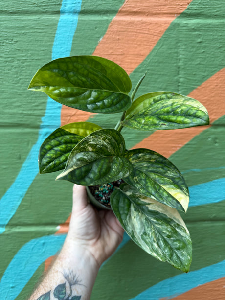 4" Monstera Peru variegated (Monstera karstenianum) - Canopy Plant Co.