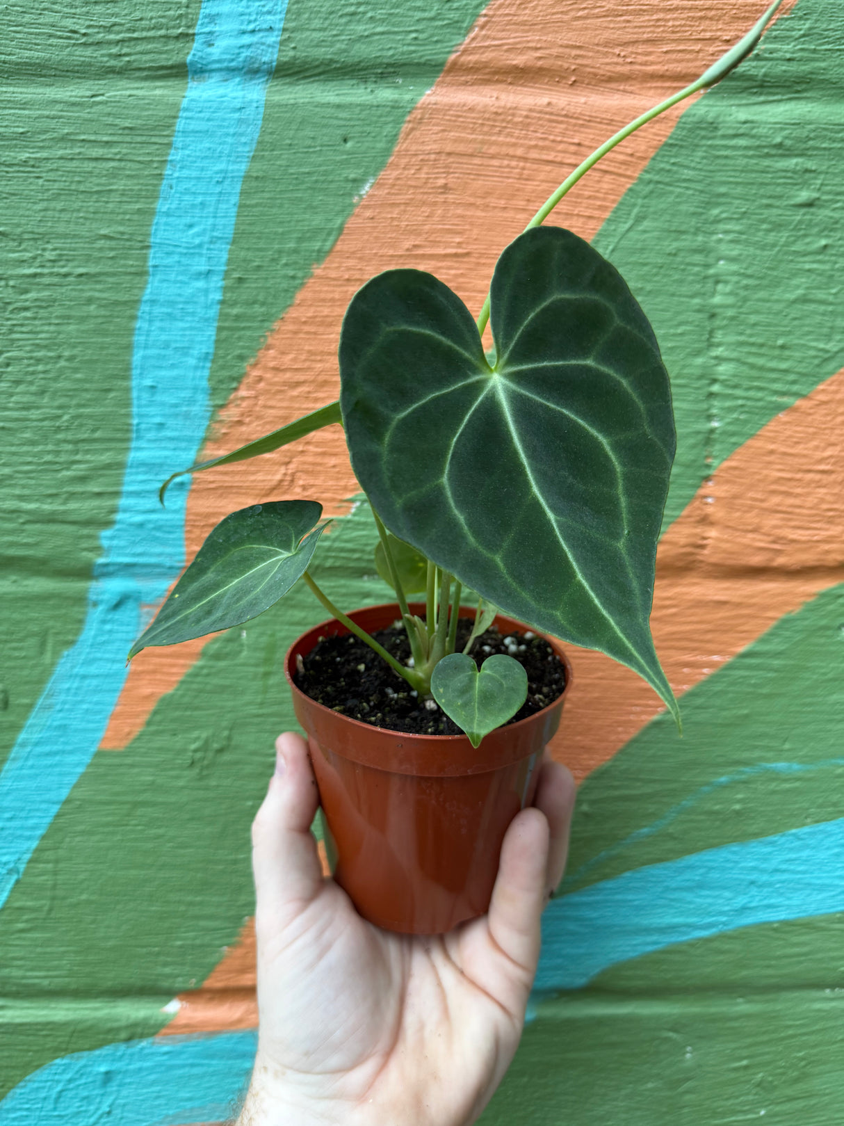 4" Anthurium clarinervium - Canopy Plant Co.
