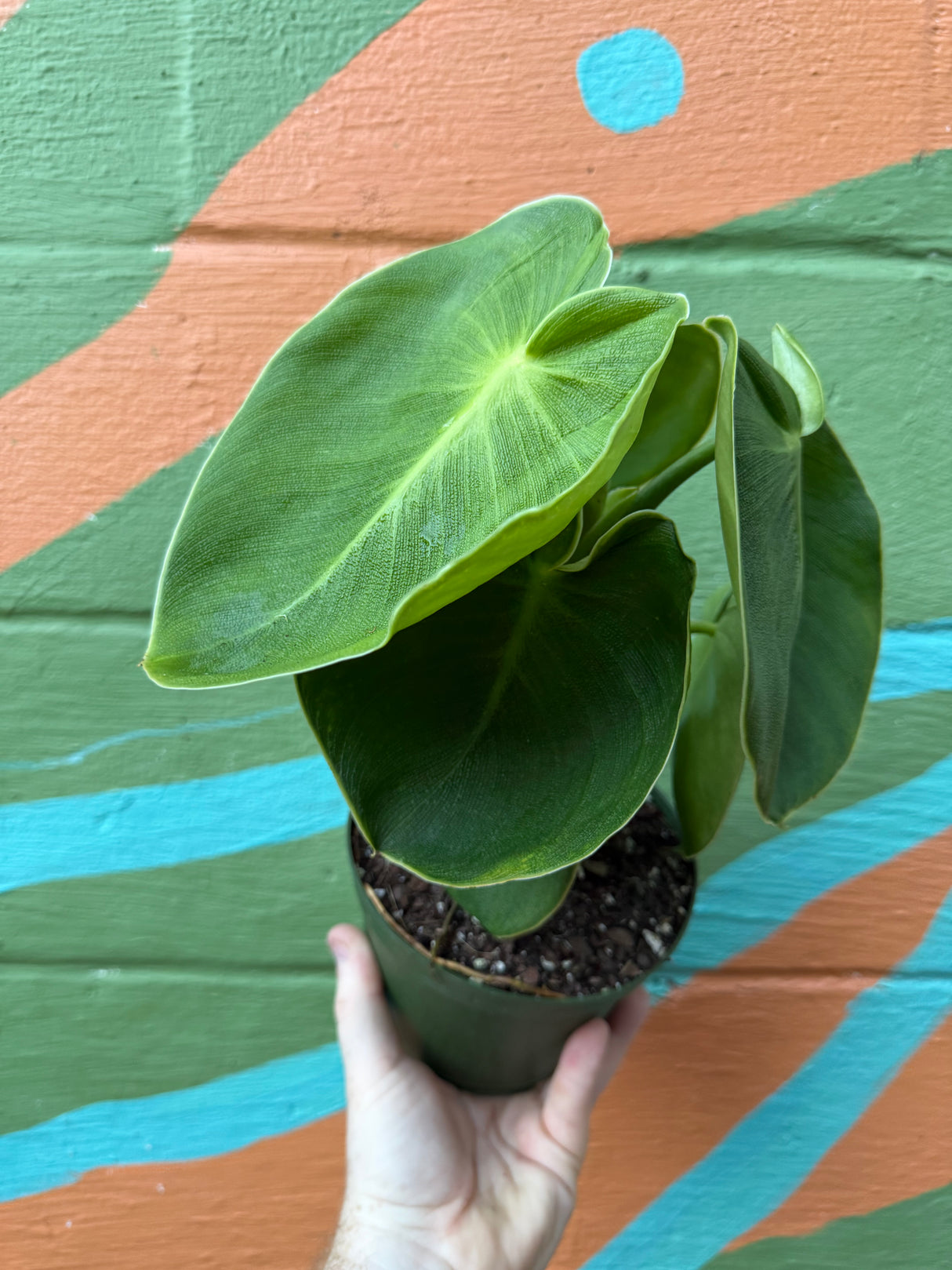 6" Philodendron rugosum - Canopy Plant Co.