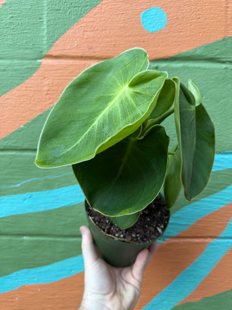 6" Philodendron rugosum - Canopy Plant Co.