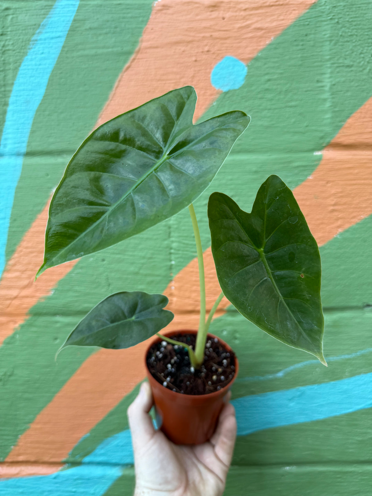 4” Alocasia 'Golden Bone' - Canopy Plant Co.