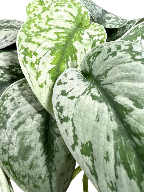 6" Scindapsus Exotica - Canopy Plant Co.