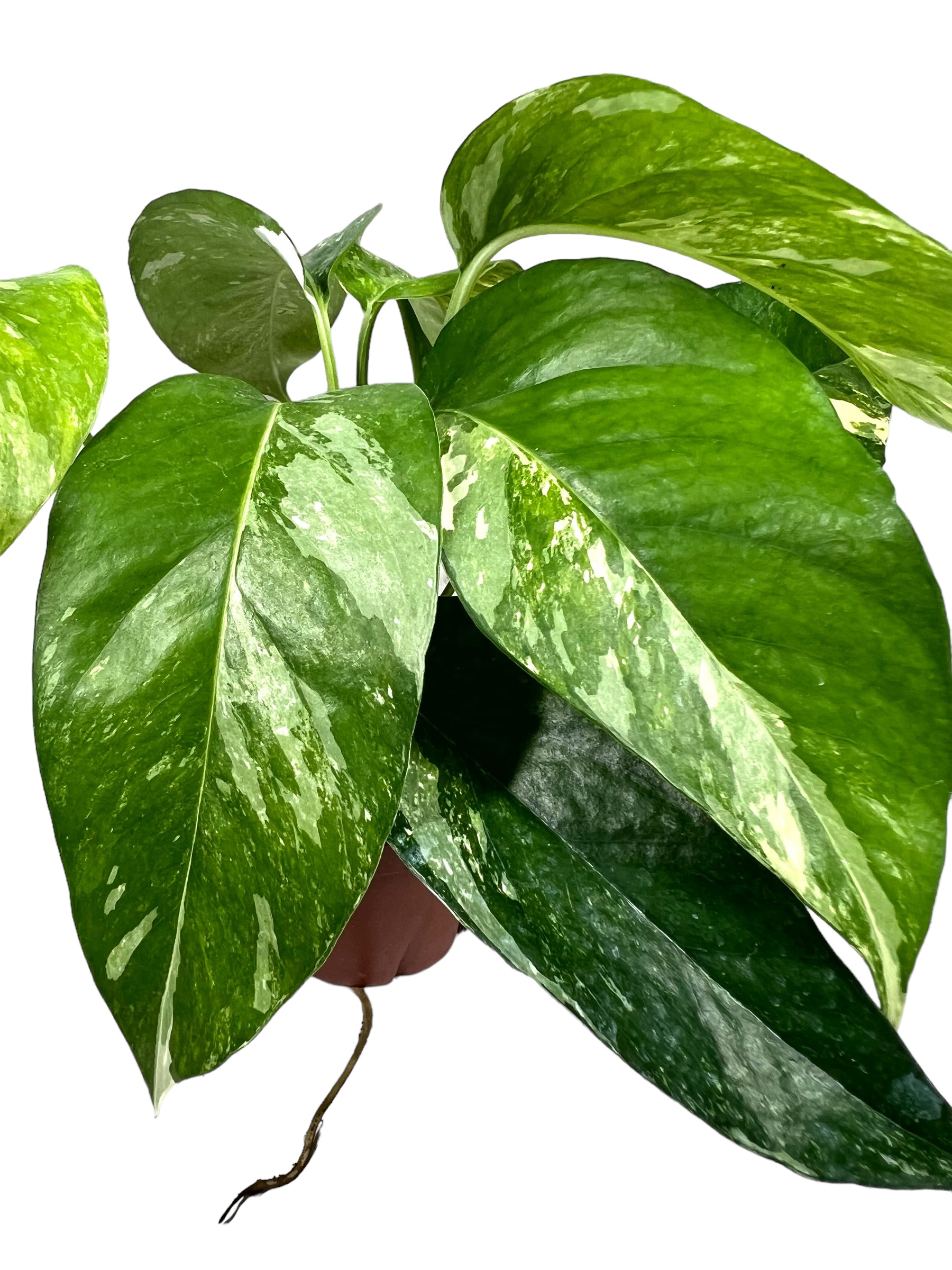 4 Epipremnum pinnatum albo (variegated) – Canopy Plant Co.