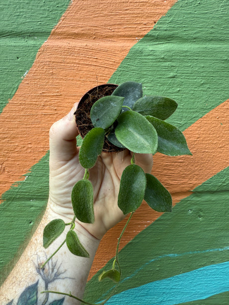 2” Hoya thomsonii (white flower) - Canopy Plant Co.