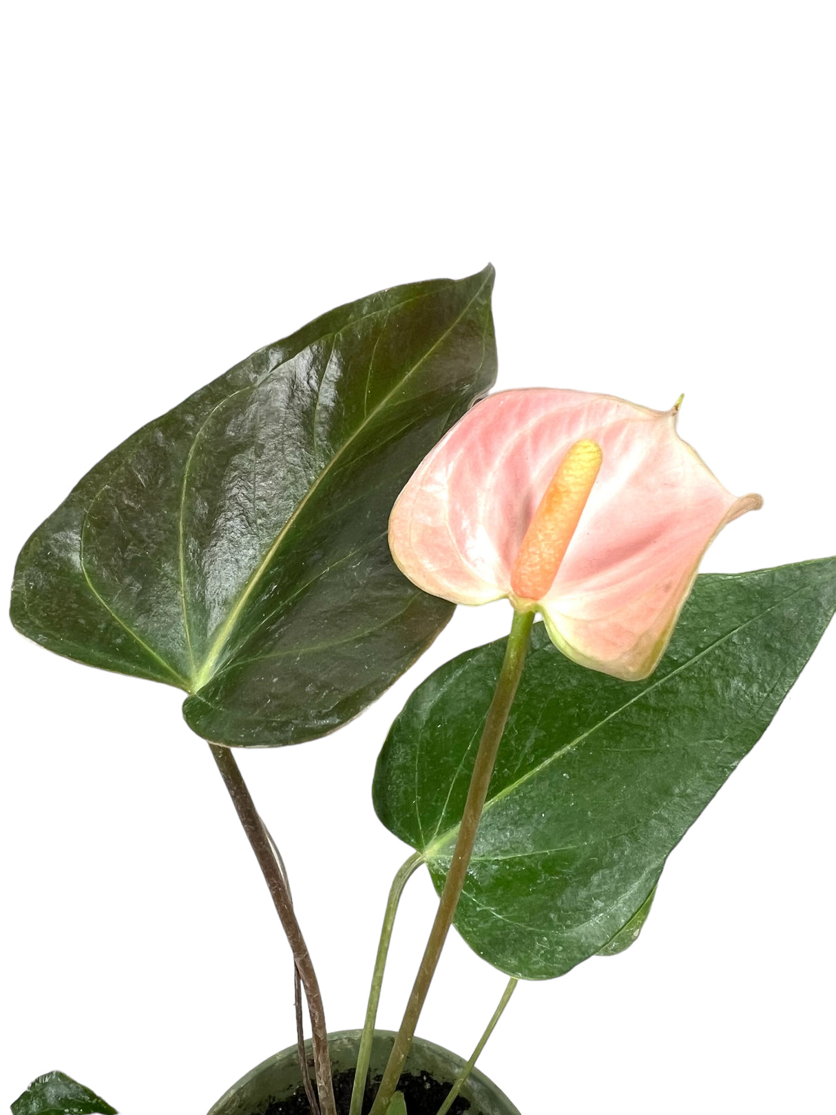 4" Anthurium Rainbow Champion - Canopy Plant Co.