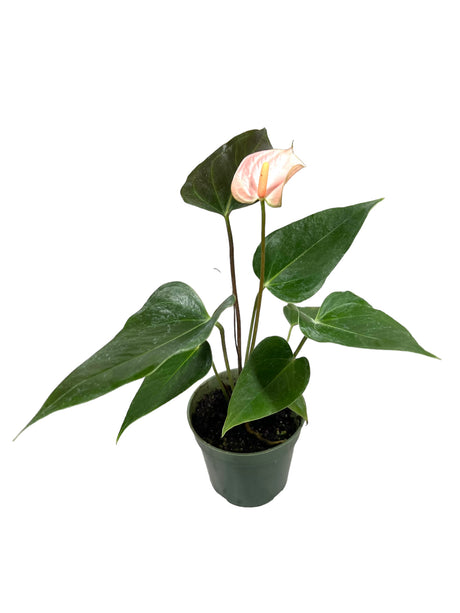 4" Anthurium Rainbow Champion - Canopy Plant Co.