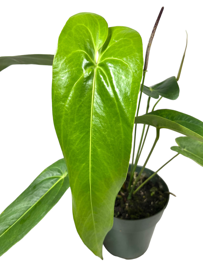 – Anthurium Plant Canopy