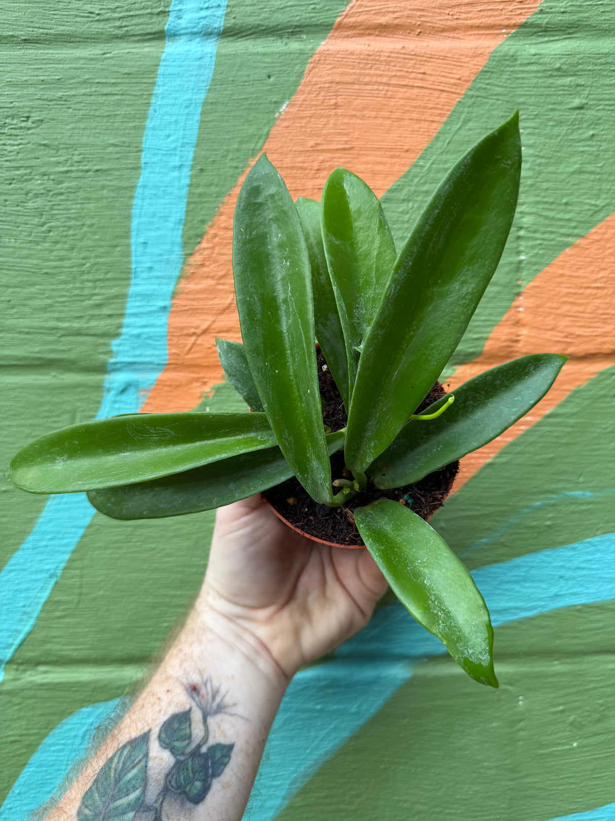 4” Hoya celata 'White Dragon' - Canopy Plant Co.
