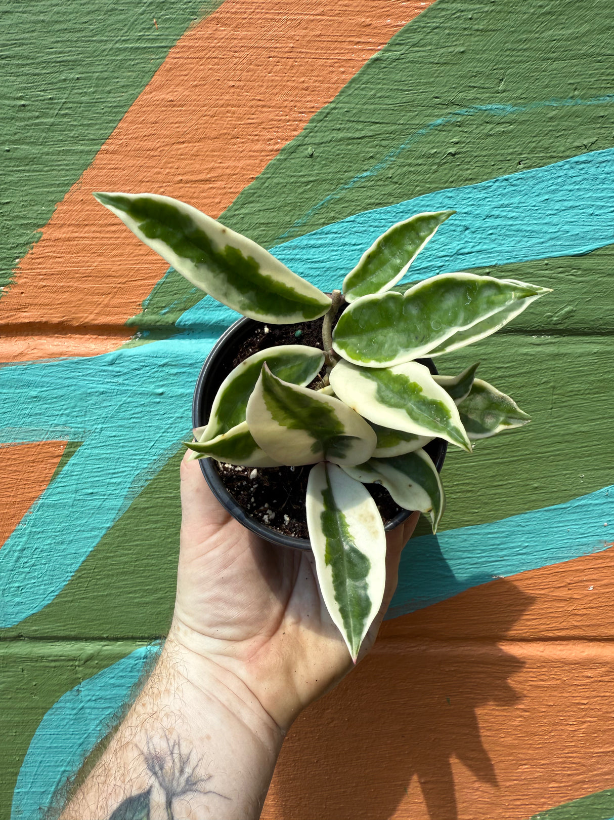 4" Hoya 'Krinkle' outer variegated