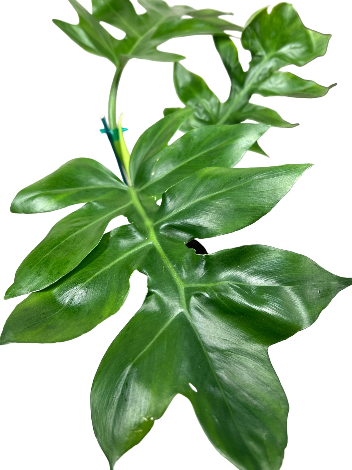 6" Philodendron distantilobum