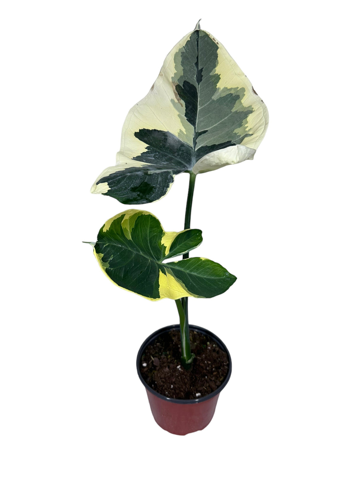 4” Xanthosoma atrovirens albomarginata (variegated 'Mickey Mouse')