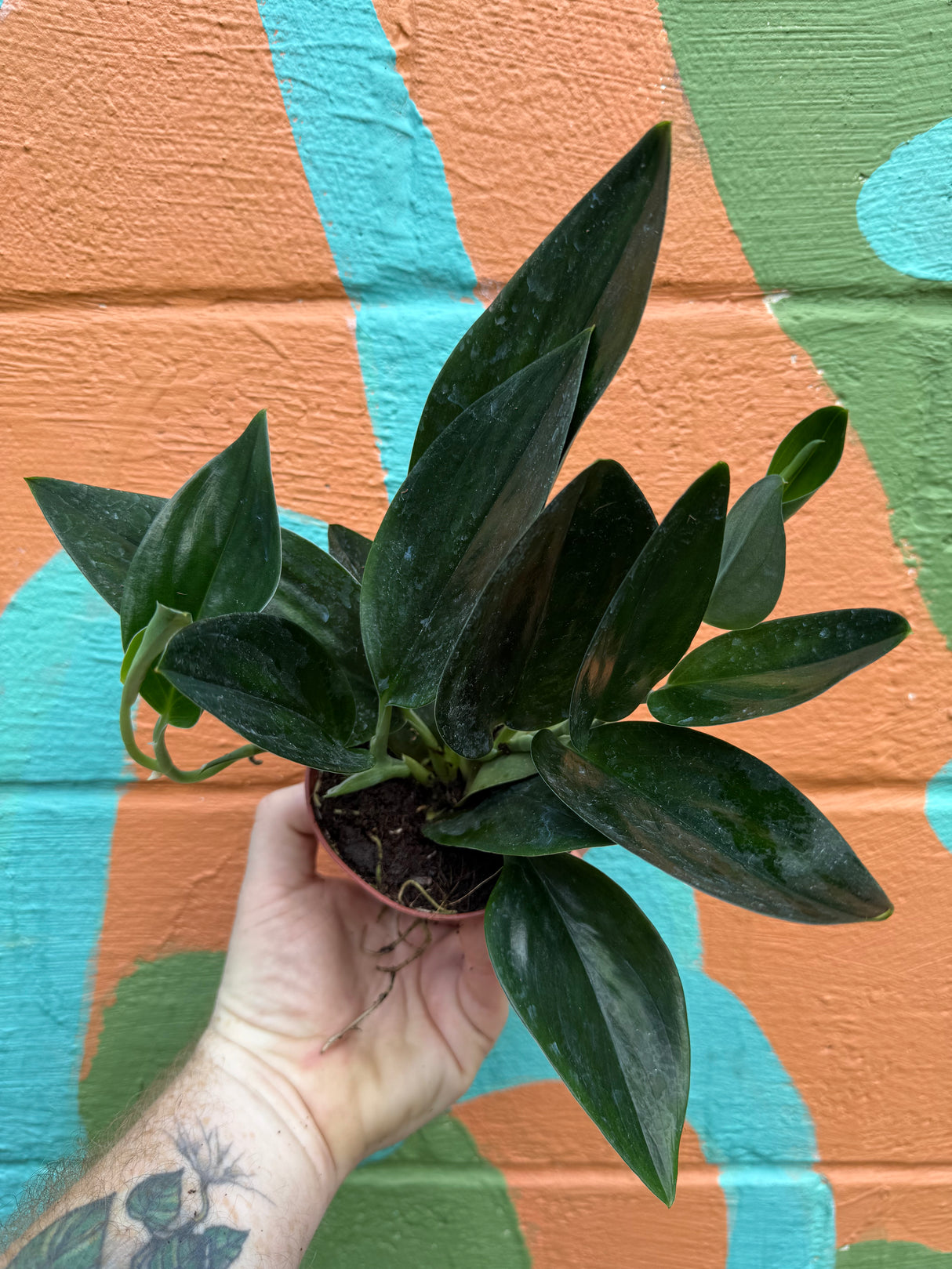4” Scindapsus treubii 'Dark Form'
