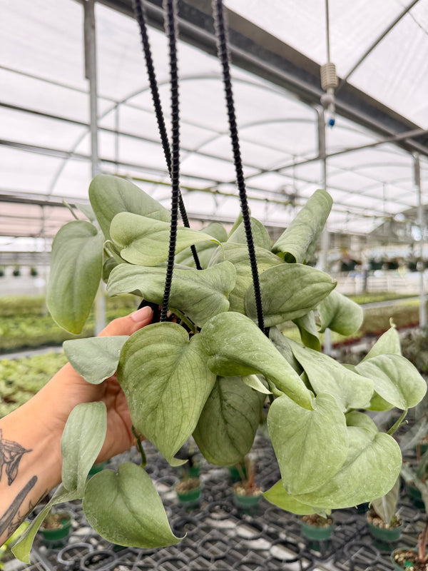 4” Scindapsus ‘Silver Hero’ hanging basket