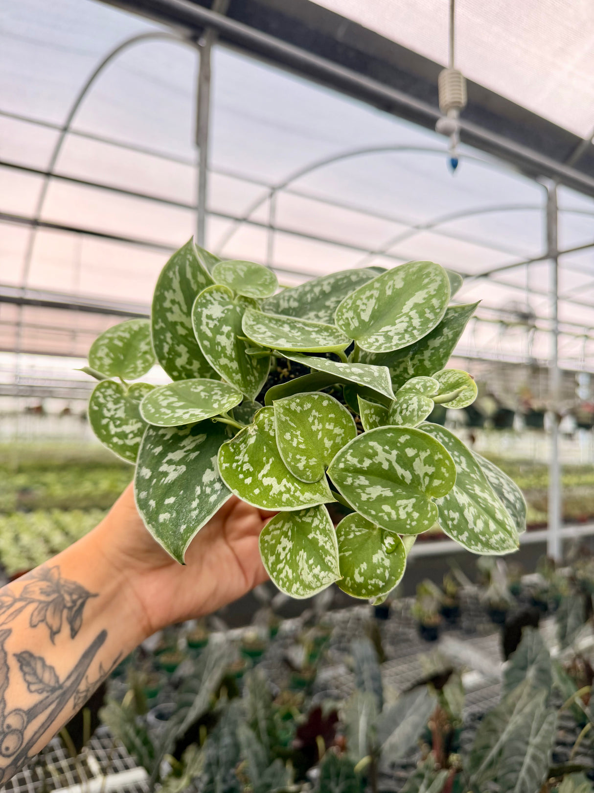 4" Scindapsus 'Silvery Ann'
