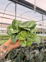 4" Scindapsus 'Silvery Ann'