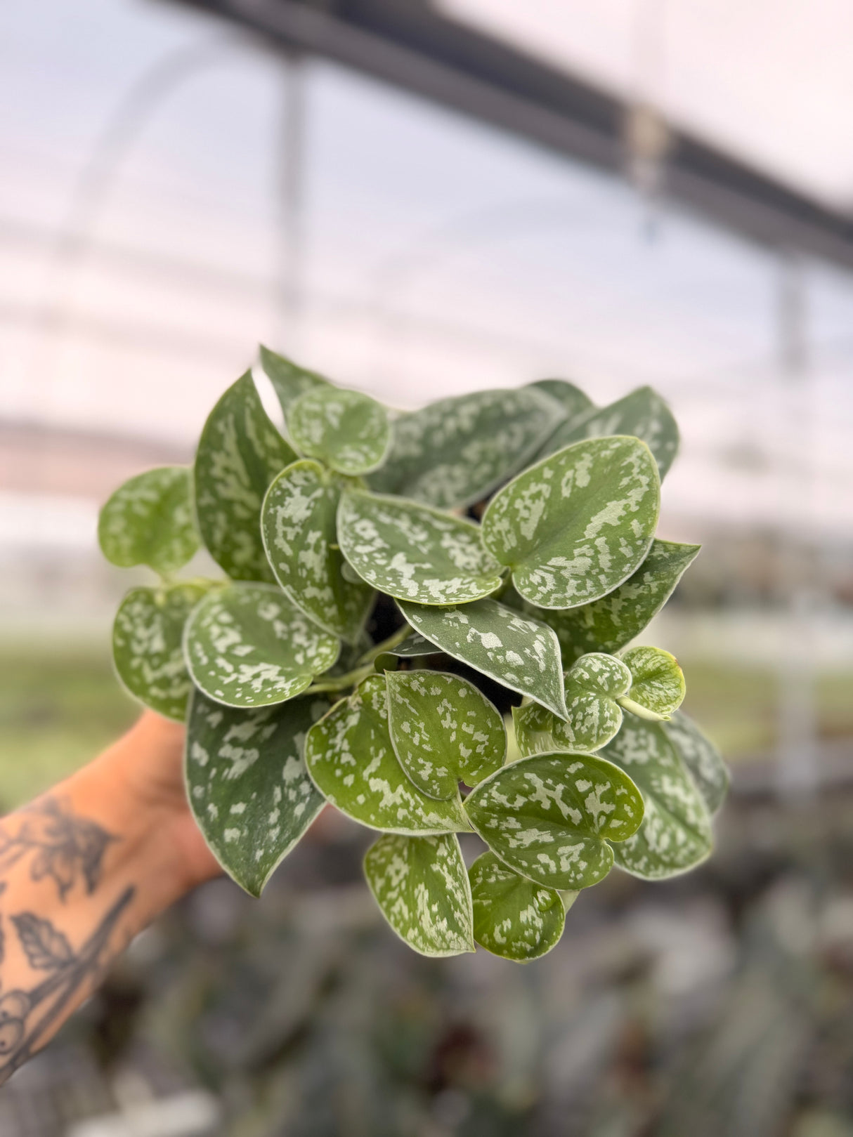 4" Scindapsus 'Silvery Ann'