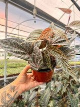 6” Piper crocatum