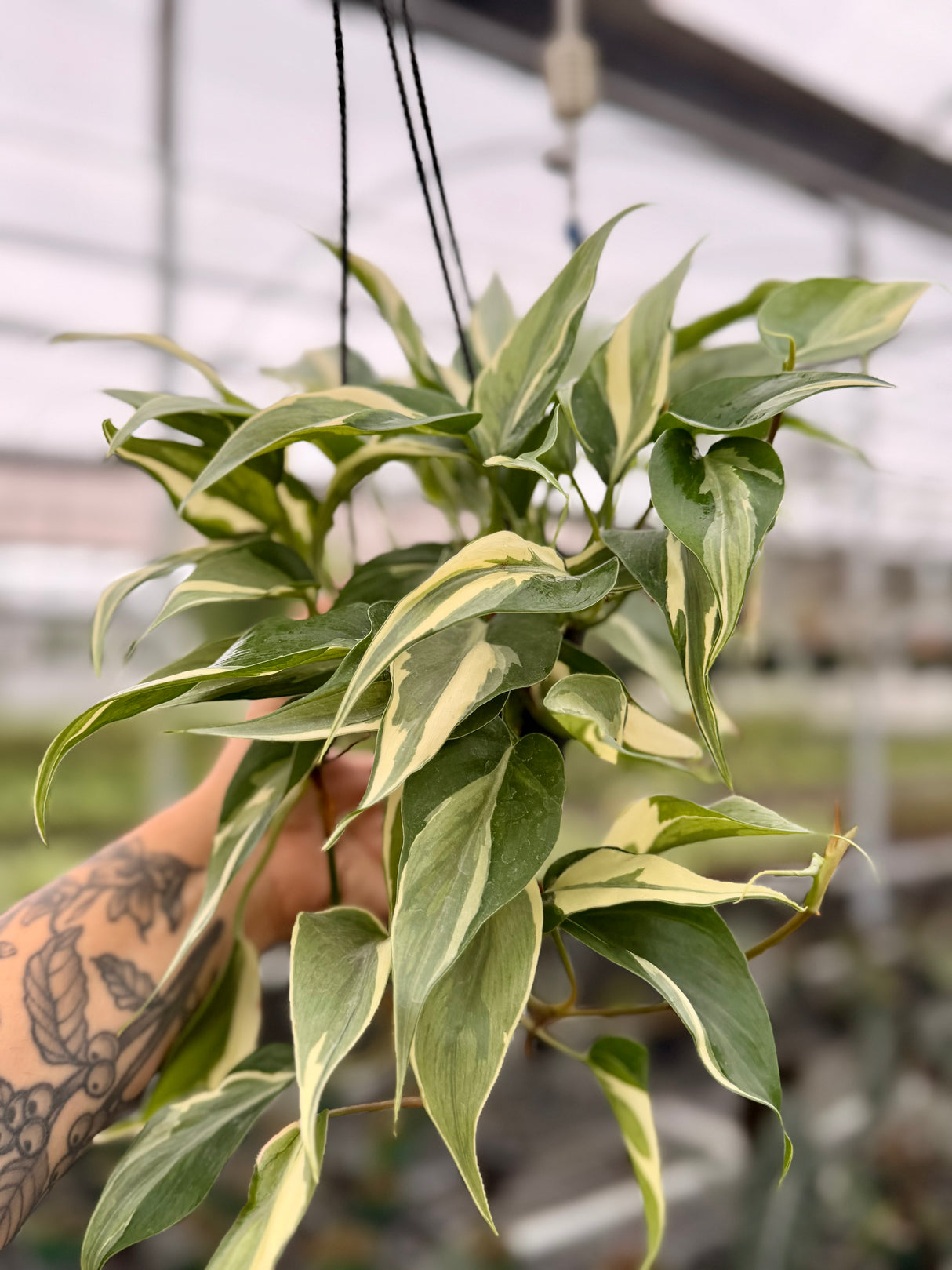 4" Philodendron ‘Rio’ hanging basket