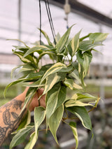 4" Philodendron ‘Rio’ hanging basket