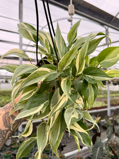 4" Philodendron ‘Rio’ hanging basket