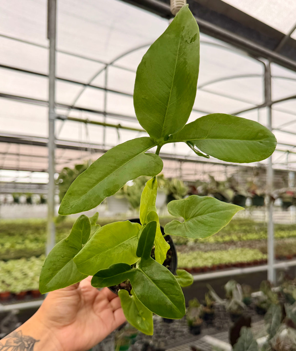 4" Thaumatophyllum spruceanum (Philodendron goeldii)
