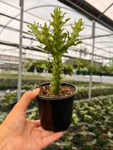 4” Euphorbia ‘Mint Cream’ - Canopy Plant Co.