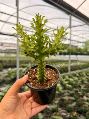 4” Euphorbia ‘Mint Cream’ - Canopy Plant Co.