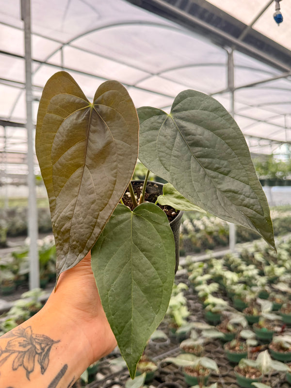 4" Anthurium ‘Queen of Hearts’