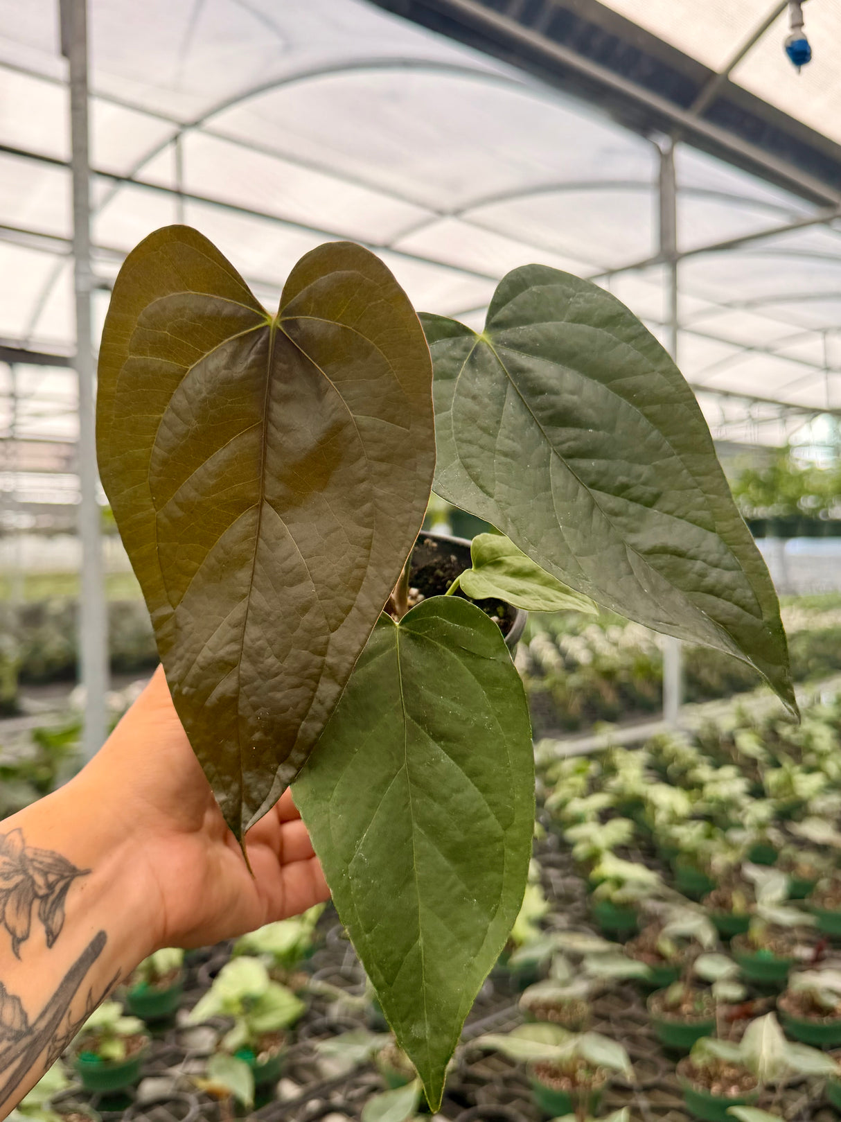 4" Anthurium ‘Queen of Hearts’