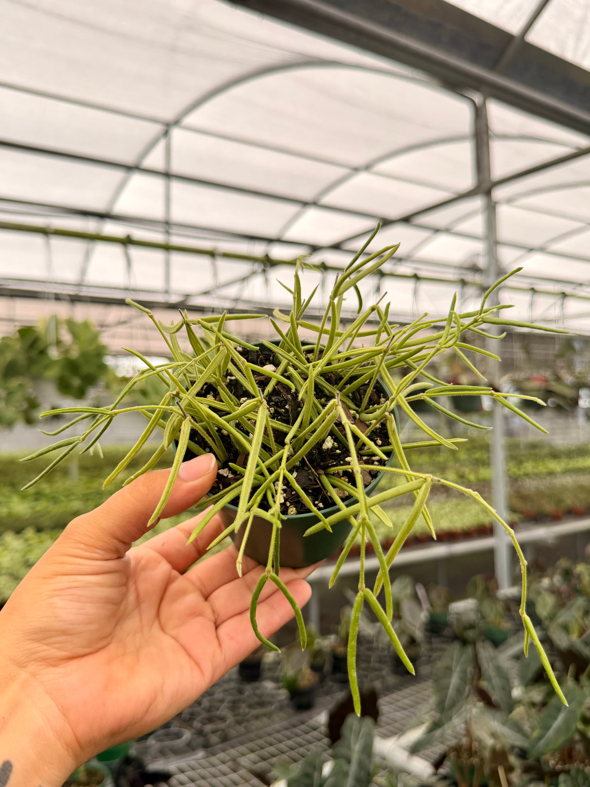 4” Hoya linearis