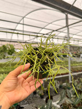 4” Hoya linearis