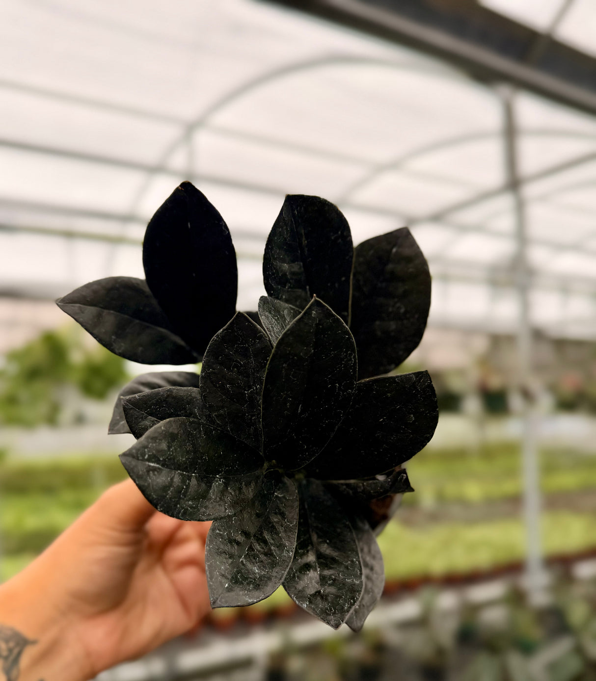 4" Zamioculcas zamiifolia 'Black' (ZZ Plant)