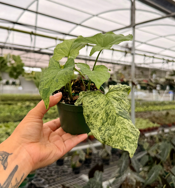 4" Syngonium ‘Mojito’