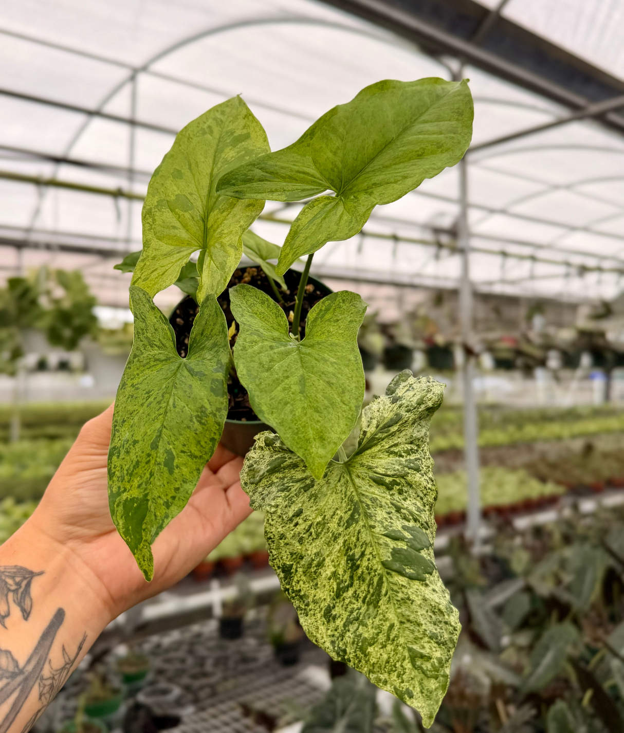 4" Syngonium ‘Mojito’