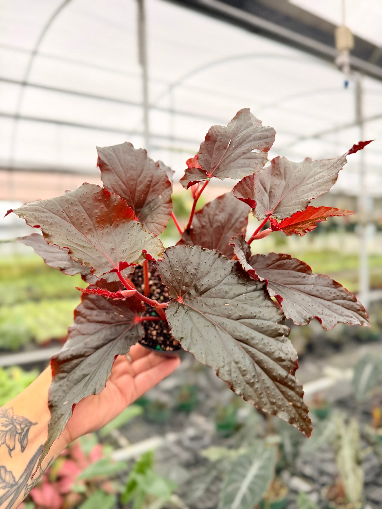 4" Begonia 'Black Magic'