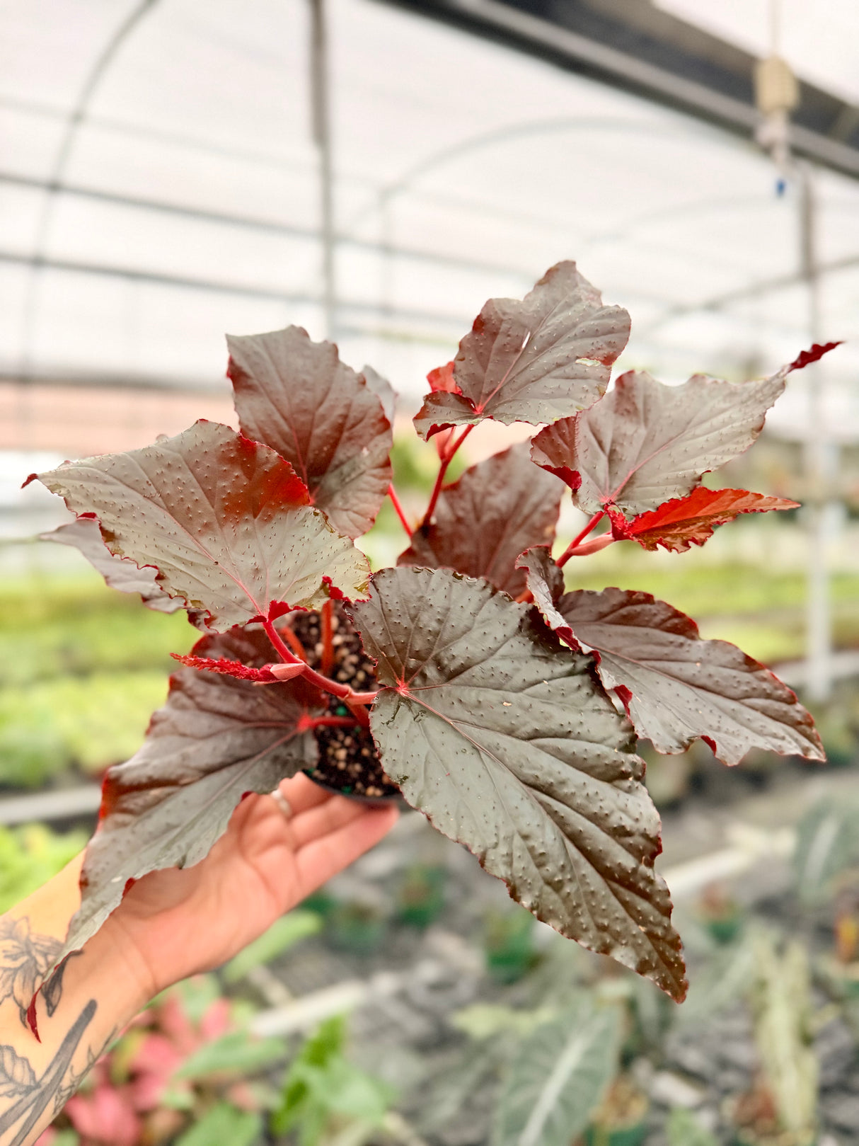 4" Begonia 'Black Magic'