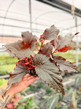 4" Begonia 'Black Magic'
