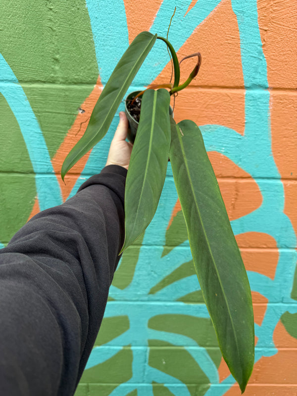 philodendron ombre 4” Philodendron 'Bicolor' – Canopy Plant Co