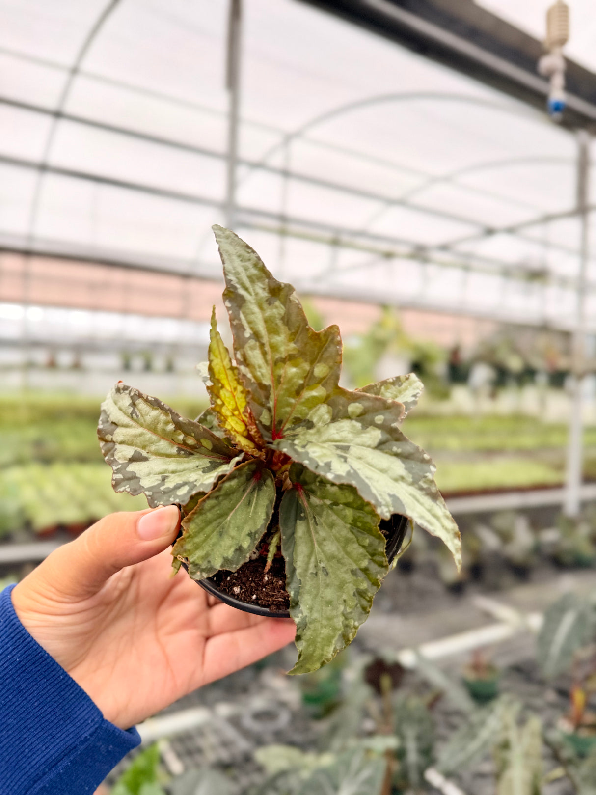 4" Begonia 'Lucifer'