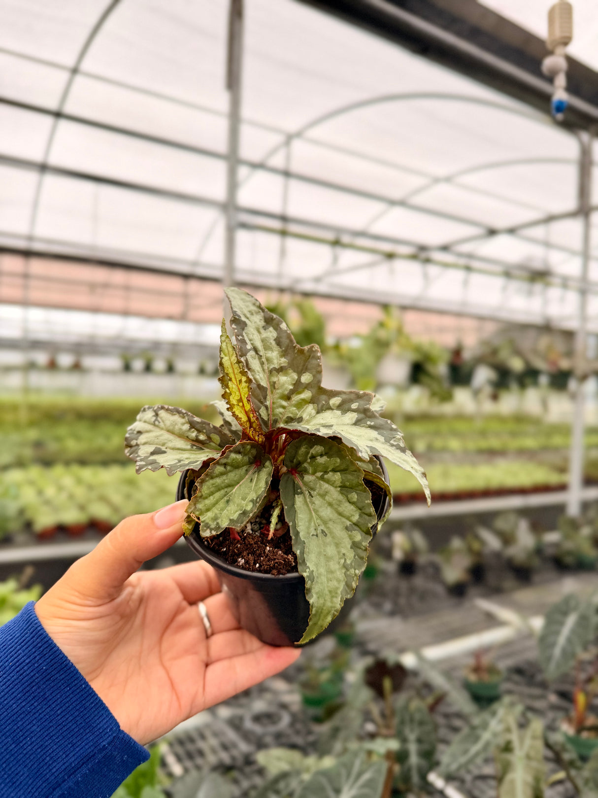4" Begonia 'Lucifer'