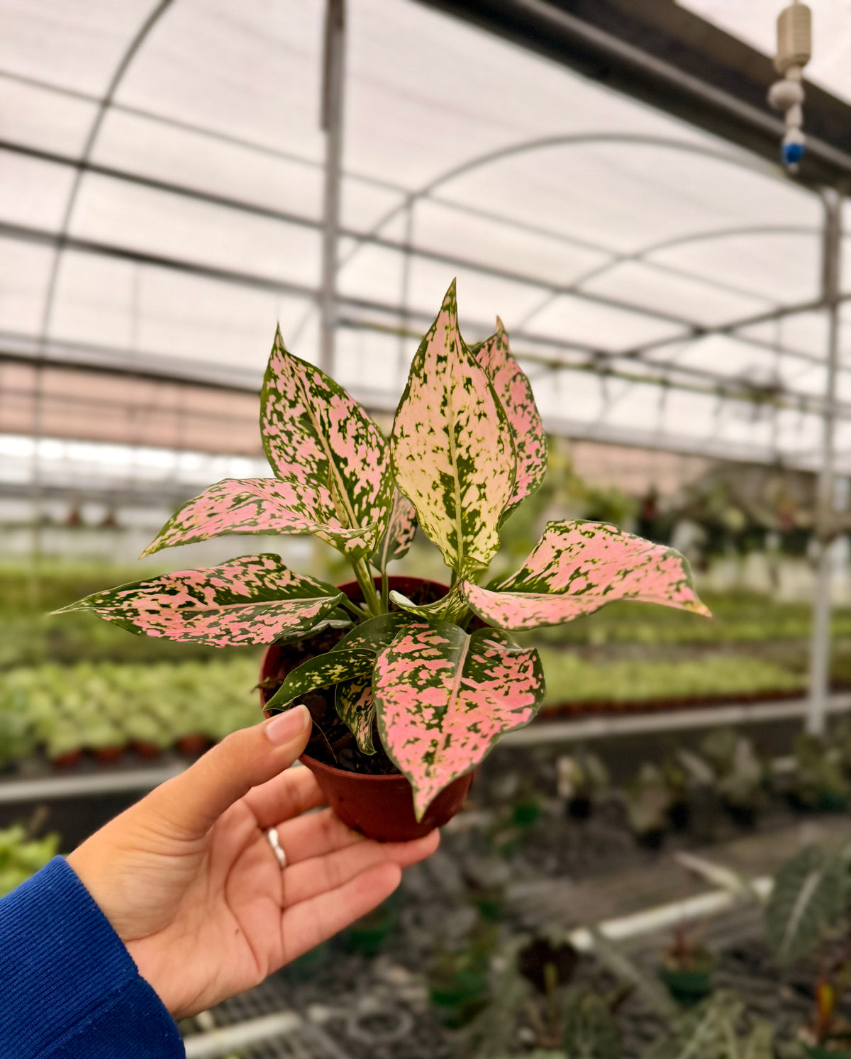 Aglaonema | Canopy Plant Co.