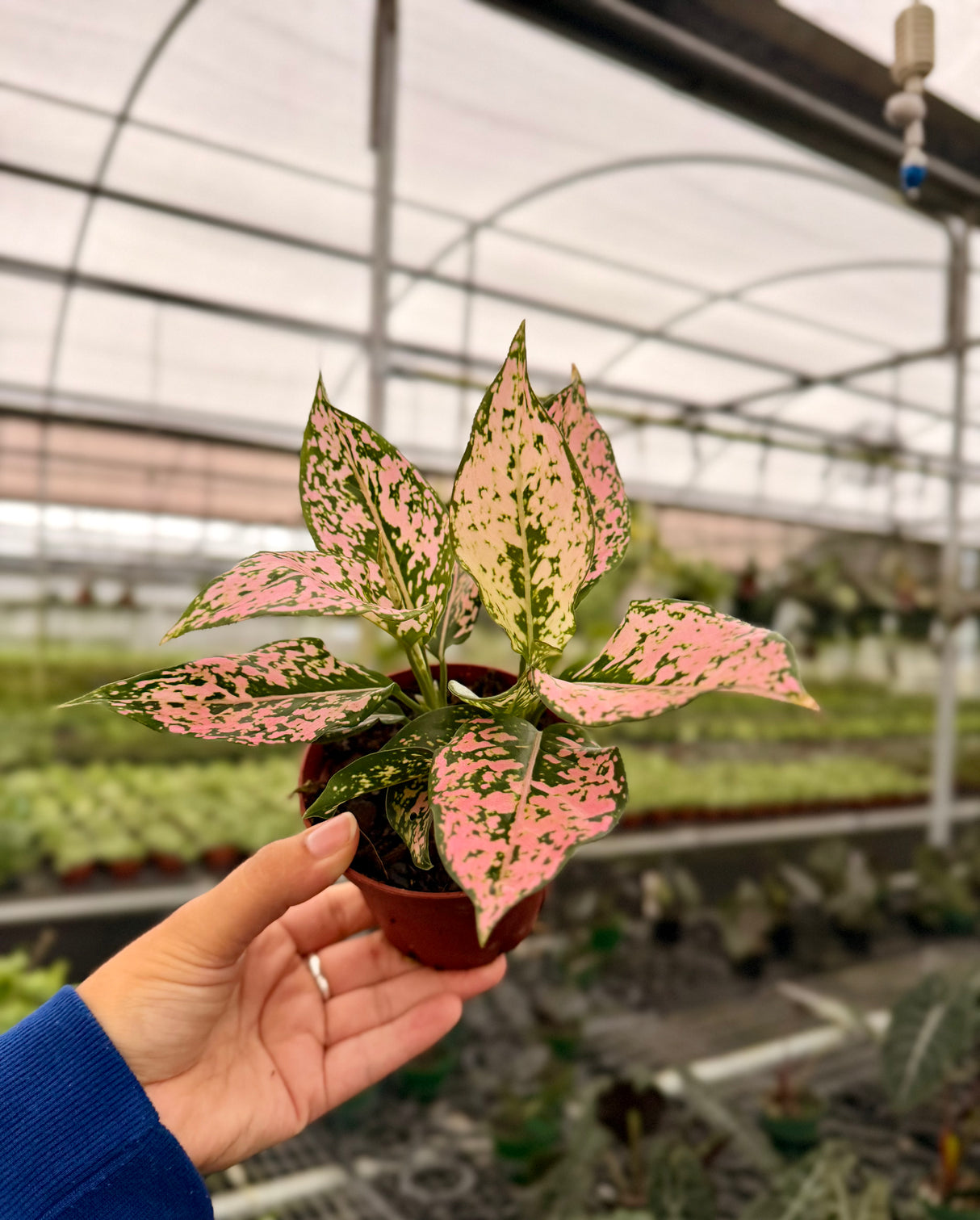 4” Aglaonema 'Pink Triphet'