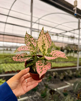 4” Aglaonema 'Pink Triphet'