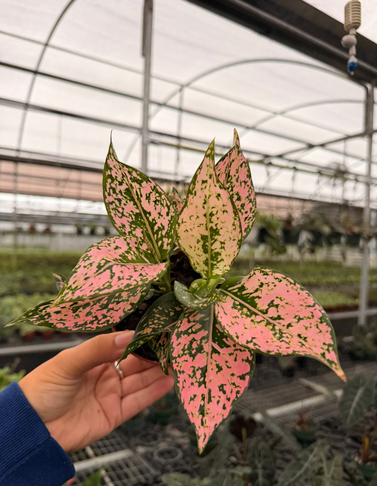 4” Aglaonema 'Pink Triphet'
