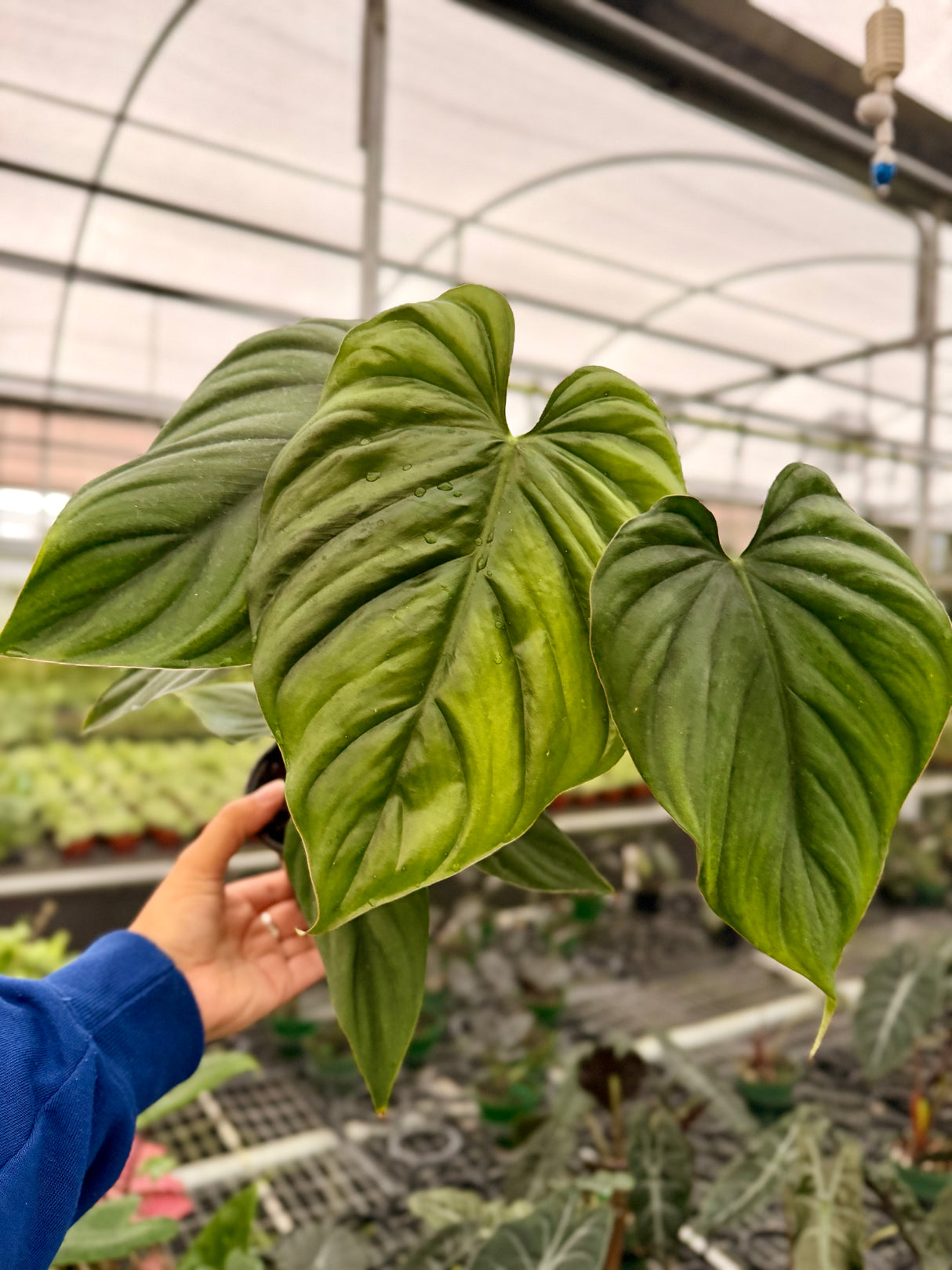 4" Philodendron ‘Dean McDowell’